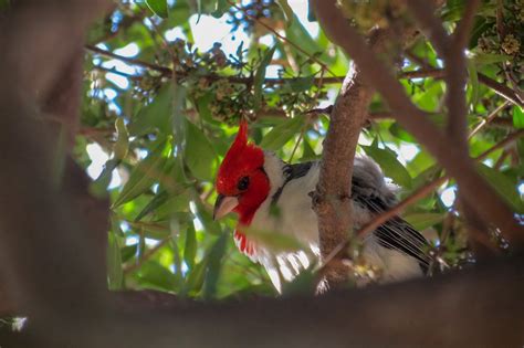 Oiseau Cardinal Pic Photo Gratuite Sur Pixabay Pixabay