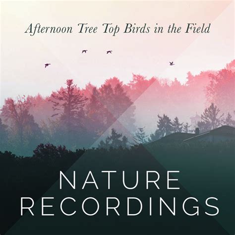 Afternoon Tree Top Birds In The Field Nature Recordings Album By The