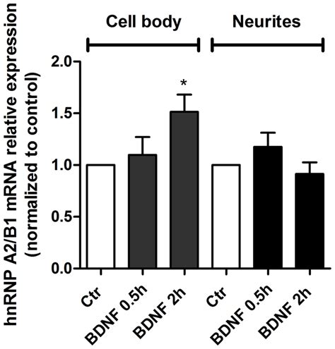 BDNF Upregulates HnRNP A2 B1 MRNA In The Cell Body Compartment Of