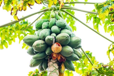 Rbol De Papaya Rbol De Papaya Cargado De Frutos Y Con Algunos Frutos