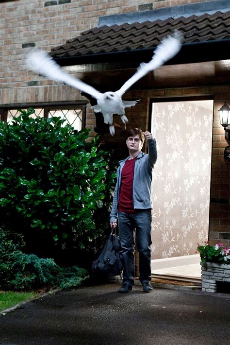 Harry Potter Shows No Allegiance to His Owl | Time