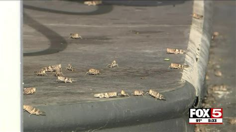 Grasshoppers Return To Las Vegas But Will We See An Invasion Like 2019 Youtube