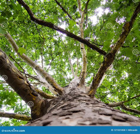 Big Sycamore Tree Stock Photo Image Of Sycamore Crown 121531858