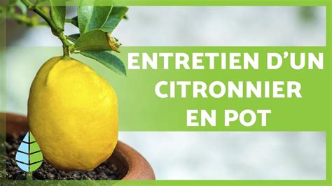 Entretien D Un Citronnier En Pot Arrosage Substrat Taille Et