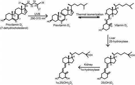 | Synthesis and activation of vitamin D. Vitamin D 3 is synthesized in ...