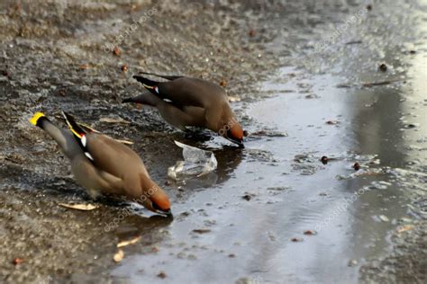 Las Aves Comunes Que Viven En La Metr Polis Y Parques De La Ciudad Son