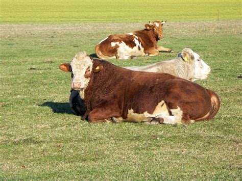 Bizwomen The Cows Are Lying Down And Other Signs To Watch For