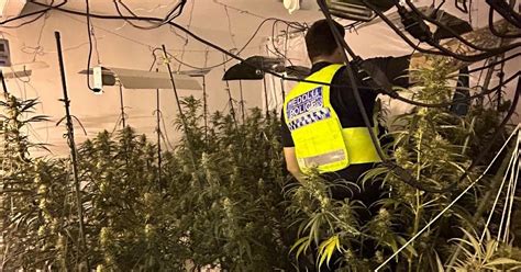 Huge Cannabis Farms Found In Welsh Town After Helicopter Spots Clue