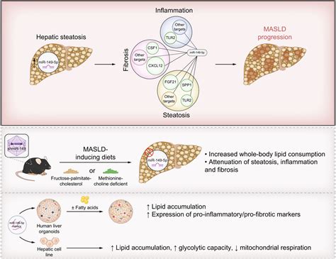 Hepatic Mir 149 5p Upregulation Fosters Steatosis Inflammation And Fibrosis Development In Mice