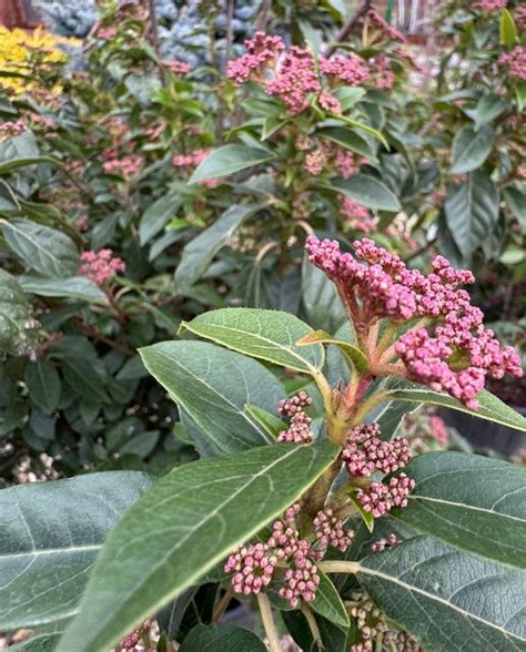 Вибурнум 'Ева Прайс' (Viburnum tinus 'Eve Price') - Дворът БГ