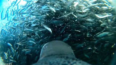 New Penguincam Takes You On A Chaotic Sardine Hunt