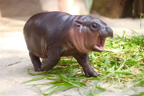 53 Baby Hippos That Will Make Everything Better Artofit