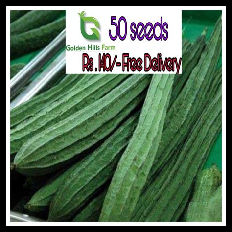 Golden Hills Farm 50 Seeds Vegetable Seed Ridge Gourd Hybrid Turai