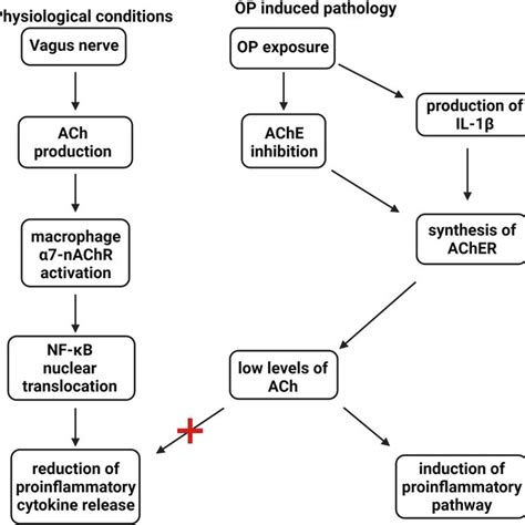 Scheme Of The Cholinergic Anti Inflammatory Pathway Cap Stimulation