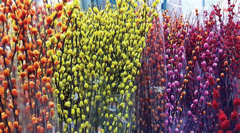 Wholesale Flowers And Plants Centre Floristika Bangsar Kuala Lumpur