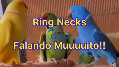 RING NECK FALANDO Vários vídeos de Ring Necks falando muito YouTube