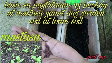 Gamit Ang Garden Soil At Loam Soil Sa Tanim Na Mustasa At Pechay Part