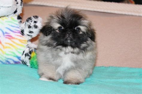 Pekingese Puppies For Sale Pekingese Dogs English Bulldog Puppies