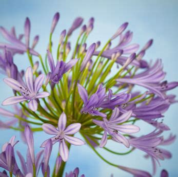 African Lily, African Lilies, African Lily Flowers, Carithers Flowers EDU Center