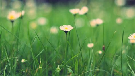 Wildflowers Meadows 5k 4k Clouds Sky Hd Wallpaper Rare Gallery