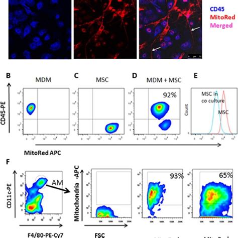 Internalized By Macrophages Mesenchymal Stem Cells Msc Mitochondria Download Scientific