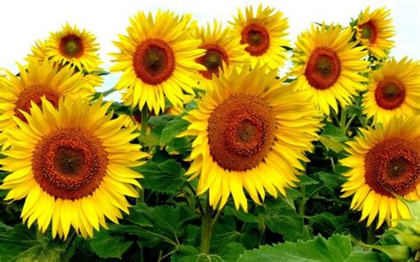 Wallpaper Field Outdoors Sunflowers Yellow Flowers Plants