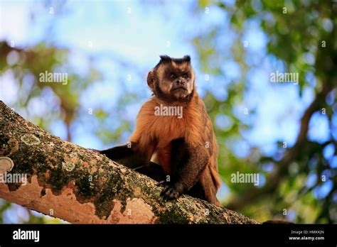 Brown Capuchin Tufted Capuchin Black Capped Capuchin Cebus Apella