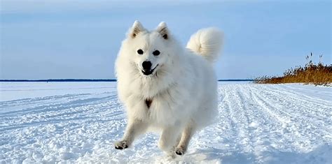 Japanese Spitz: 14 Cute Interesting Facts About This, 40% OFF