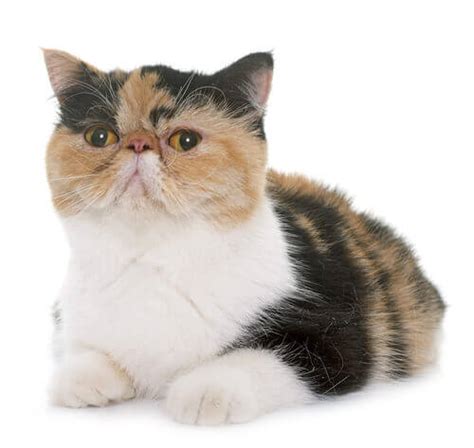 Exotic Shorthair Cat Breed Information Purina