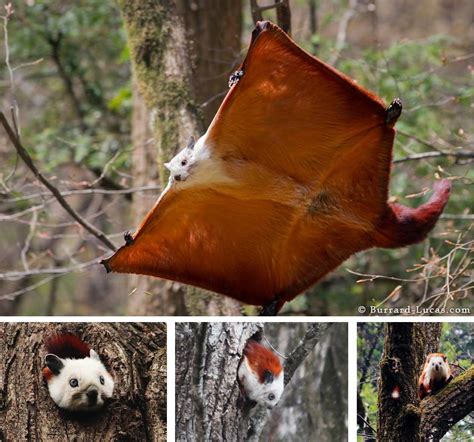 Red And White Giant Flying Squirrel All Species Wiki Fandom