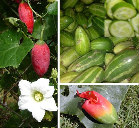 Coccinia Grandis Seeds, Ivy Gourd Seeds Pack, Scarlet Gourd for Herbs ...