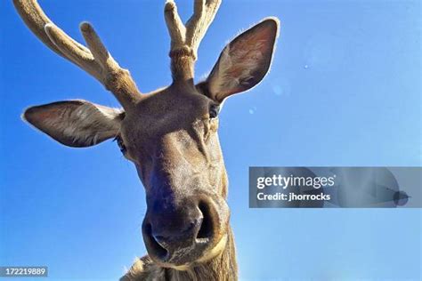 2,483 Deer Face Close Up Stock Photos, High-Res Pictures, and Images ...