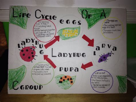 Ladybug Lesson Plans For Preschool - Lesson Plans Learning