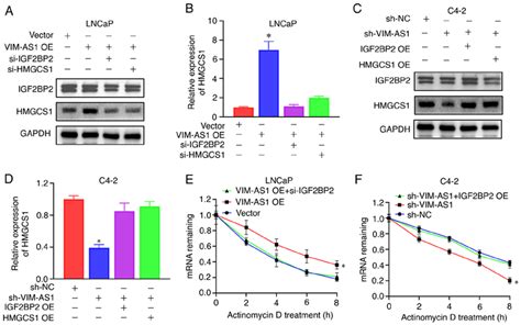 VIM AS1 Enhances HMGCS1 MRNA Stability By Binding With IGF2BP2 A