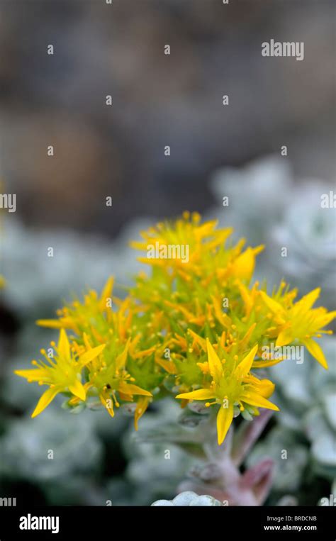 Sedum Spathulifolium Cape Blanco Hi Res Stock Photography And Images