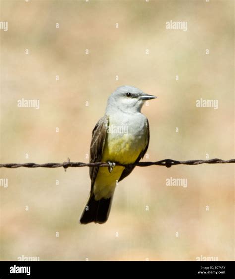 Cassin S Kingbird Tyrannus Vociferans Stock Photo Alamy