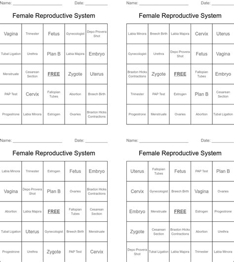 Female Reproductive System Bingo Cards Wordmint