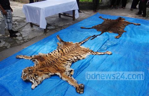 Six Smugglers Detained With Tiger Skins