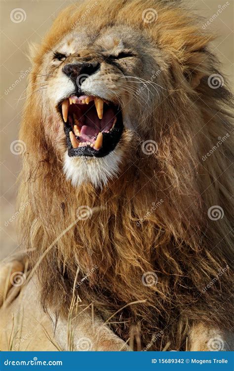 Lion Male Showing Teeth, Serengeti Stock Photography - Image: 15689342