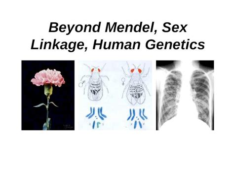 Ppt Beyond Mendel Sex Linkage Human Genetics Dokumen Tips