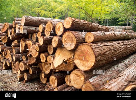 Timber Stick Hi Res Stock Photography And Images Alamy