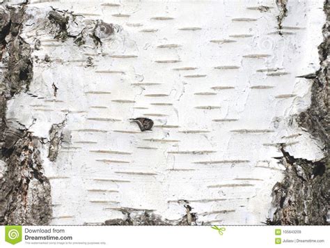 Natural Background Of Birch Bark Stock Image Image Of Copy Forest