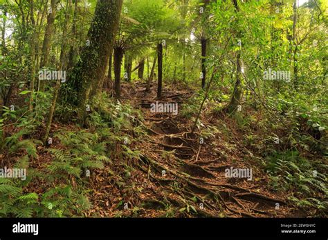 A Walking Track In New Zealand Native Forest With A Stairway Of Tree