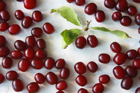 Rezept Marmelade Aus Kornelkirschen