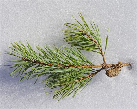 5 Most Common Pines Trees Of Michigan Hubpages