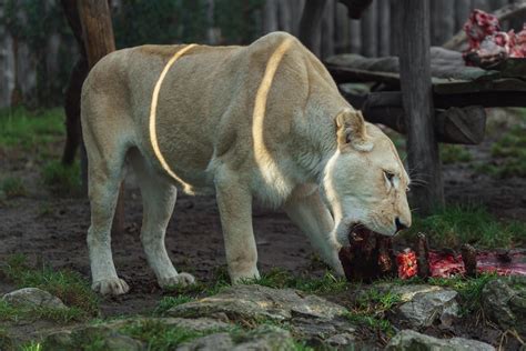 Portrait of Cape lion 5324343 Stock Photo at Vecteezy