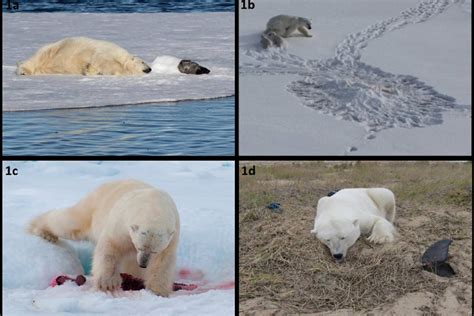 Hoarding Behavior In Polar Bears Polar Bears International