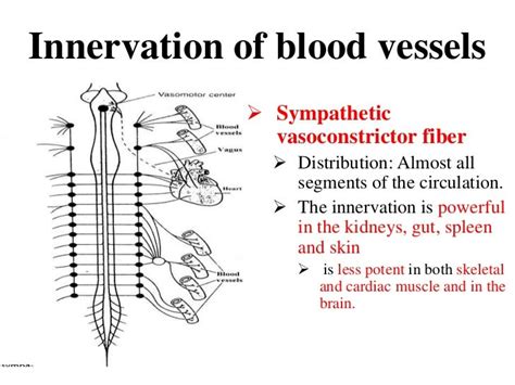 Blood pressure mechanism