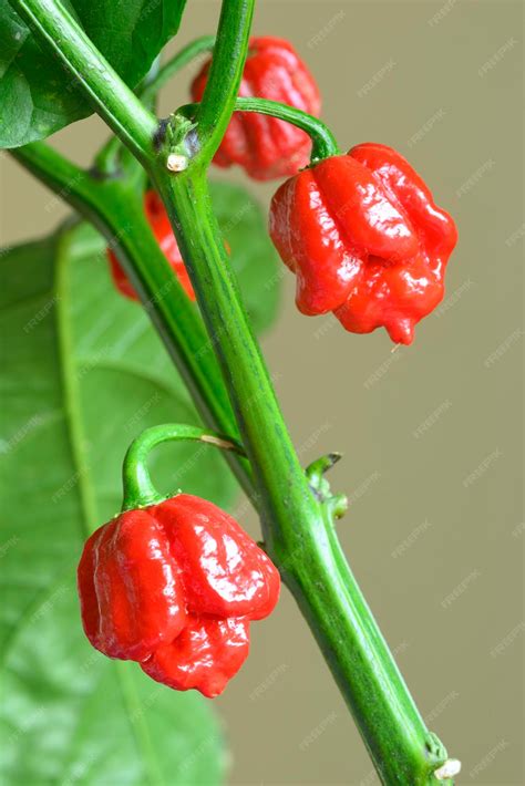 Сорт острого перца Carolina Reaper растения Capsicum Chinense самого