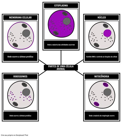 Partes de uma Célula Animal Storyboard por pt examples